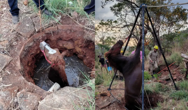 Cavalo é resgatado de poço em área rural de Niquelândia