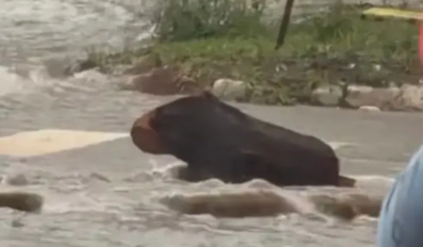 Motorista confunde tronco com capivara durante chuva em Goiânia