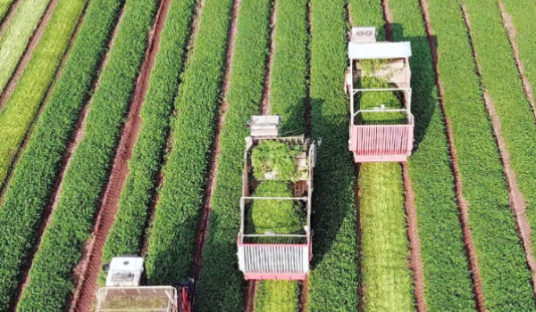 Goiás tem 2º maior número de recuperações judiciais no agro