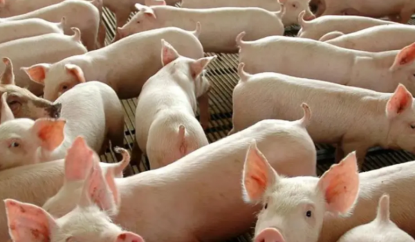 Carne suína deverá entrar no cardápio da merenda escolar em Goiás