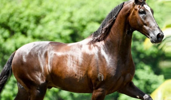 Cavalo de R$ 12 milhões morreu após consumir ração suspeita em Goiás