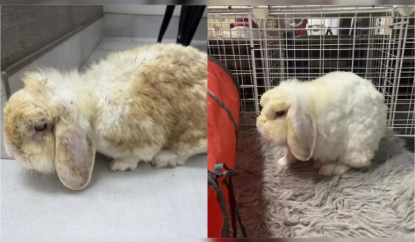 De coelho marrom a branco: animal resgatado no Canadá surpreende após banhos