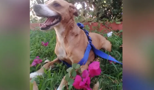 Dezembro Verde alerta para alta de abandono de animais durante festas em Goiânia