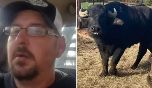Fazendeiro morre após ataque de búfalos recém-comprados em Oklahoma