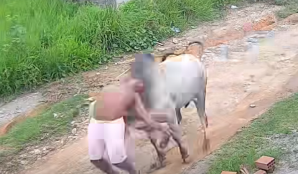 Homem é atingido por boi solto e arremessado em rua de Pernambuco; confira o vídeo