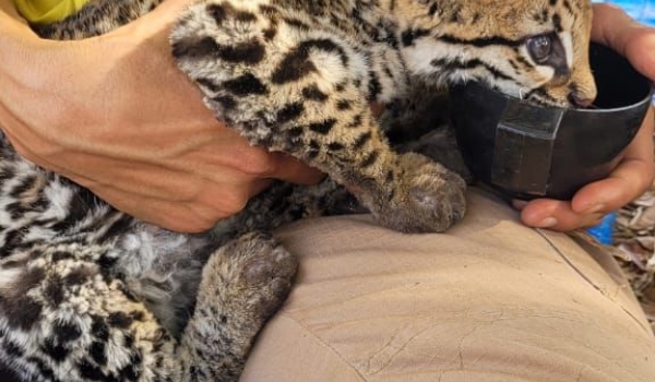 Filhote de jaguatirica com patas queimadas é resgatado na Serra Dourada