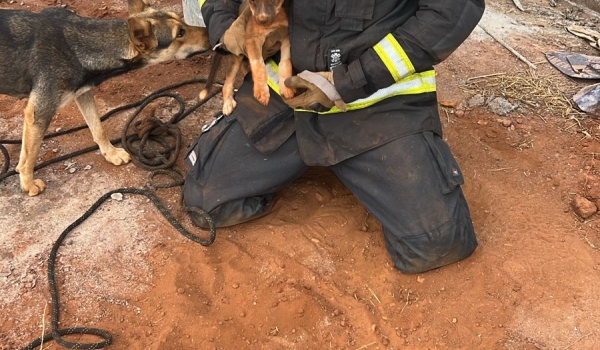 Bombeiros resgatam 9 filhotes de cachorro presos em buracos durante obra em Goiatuba