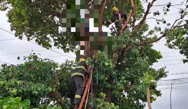  Homem morre após levar descarga elétrica enquanto podava árvore em Caldas Novas