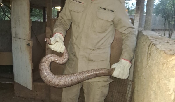 Jiboia é resgatada dentro de galinheiro e devolvida à natureza em Ipameri