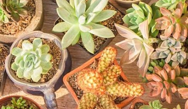 Goiânia recebe feira de plantas com opções a partir de R$ 2,50