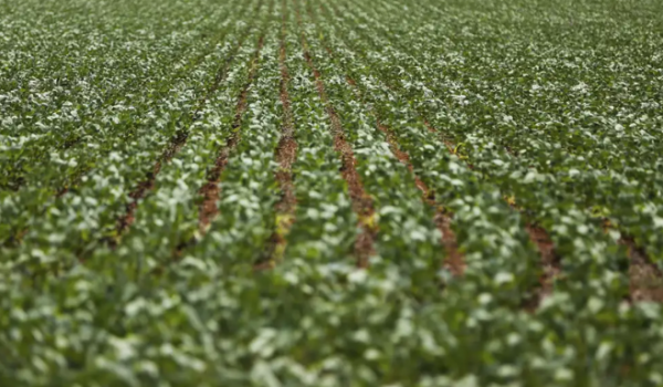 Sem acordo: governo e bancada ruralista mantêm impasse sobre renegociação de dívidas do agro