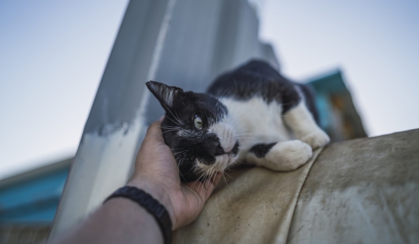 Estudos revelam que o ronronar dos gatos ajuda a reduzir o estresse e promove sensação de calma
