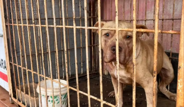 Justiça concede liberdade provisória a mãe de criança atacada por pit bull em Itumbiara