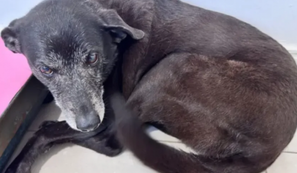 Moradora admite à Polícia Civil que mentiu sobre suposto vídeo do espancamento do cão Orelha