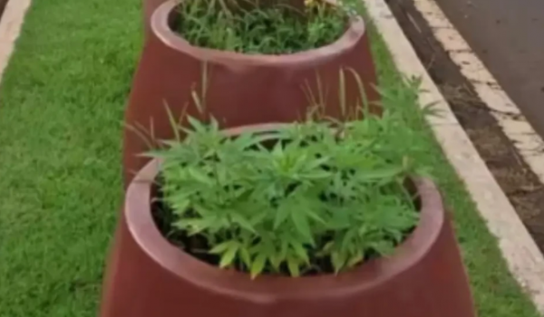 Pés de maconha são encontrados em canteiro central de avenida movimentada em Jataí