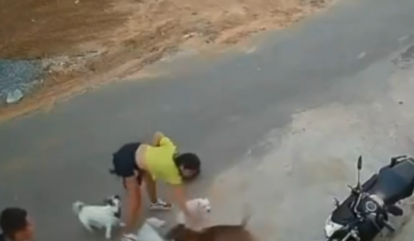 Pitbull foge de casa, ataca mulher e confusão termina em agressão no Ceará