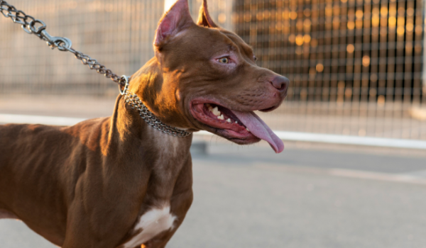 Criança tem nádega mordida por Pitbull em parque e responsável é detido pela PM em Rio Verde