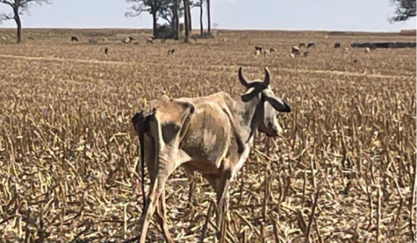Mais de 80 cabeças de gado morrem de fome em fazenda de Santa Helena de Goiás