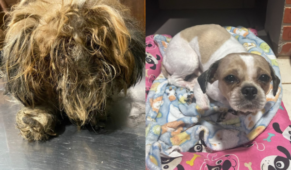 Polícia Civil resgata cachorro abandonado em condições insalubres em Rio Verde