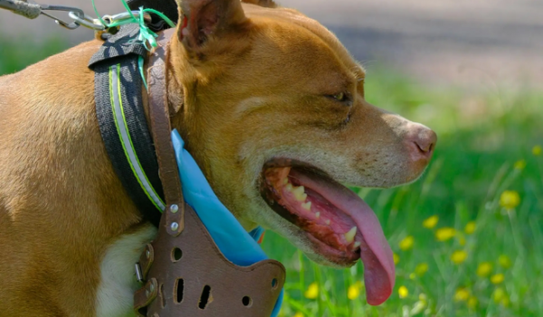 Projeto quer tornar obrigatório o uso de focinheira para pitbulls e raças semelhantes em Goiás
