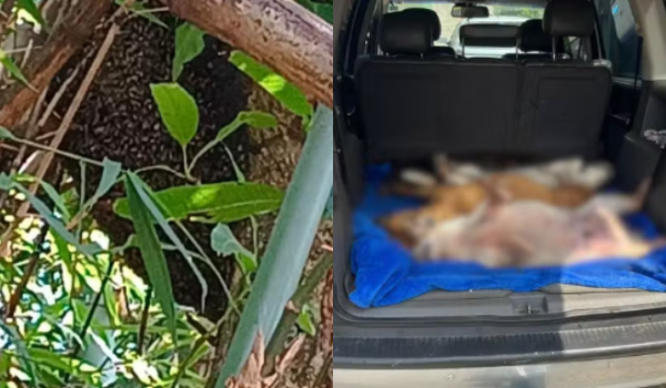 ATAQUE DE ABELHAS EM ABRIGO DEIXA CINCO CÃES MORTOS EM GOIÂNIA 