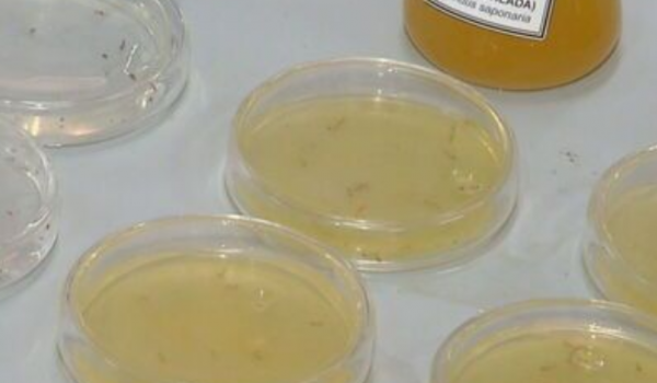 Estudantes de Itumbiara desenvolvem gel natural capaz de eliminar larvas da dengue em 36 minutos