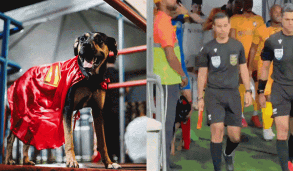 Bahia entra em campo com heróis de quatro patas e promove adoção de cães