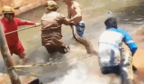 Corpo de Bombeiros resgata sucuri gigante em área de banho no Rio Quente