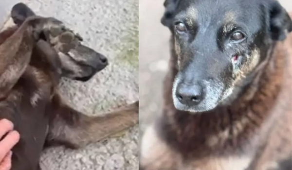 Caso Orelha: corpo de cão é exumado e nova perícia já está em andamento em Florianópolis