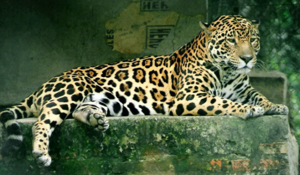 Trabalhador é atacado por onça-pintada no Pantanal