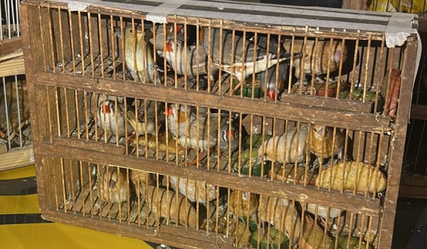 Idoso é flagrado com 70 aves escondidas em sacolas dentro de ônibus na BR-153 