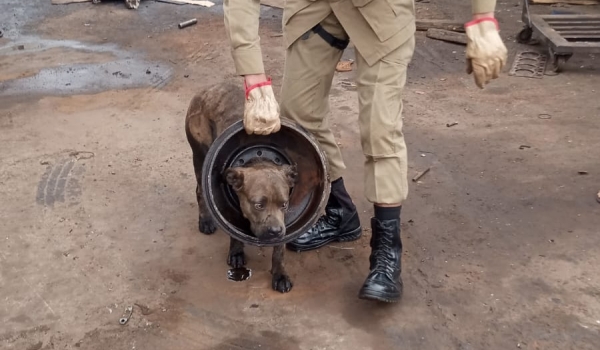 Cadela fica presa em roda de caminhão e mobiliza bombeiros em Aparecida de Goiânia 