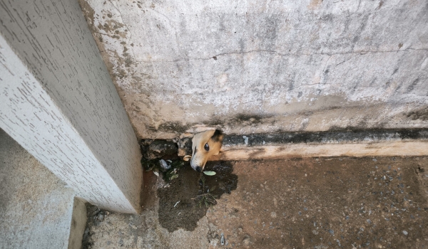 Bombeiros resgatam cachorro preso em cano em São Luís de Montes Belos 