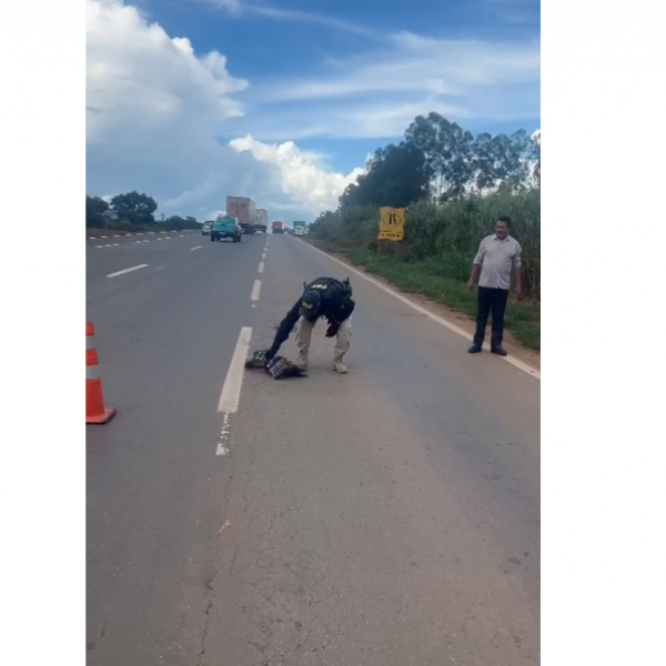 PRF resgata jiboia ao tentar atravessar rodovia em Anápolis