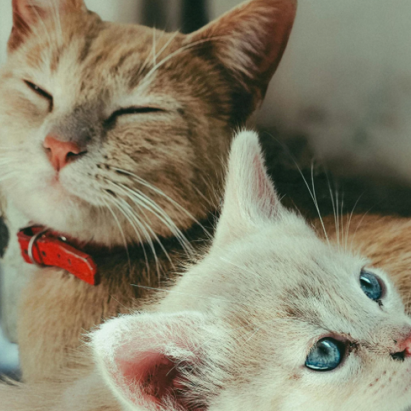 Senador Canedo abre 1.500 vagas para castração gratuita