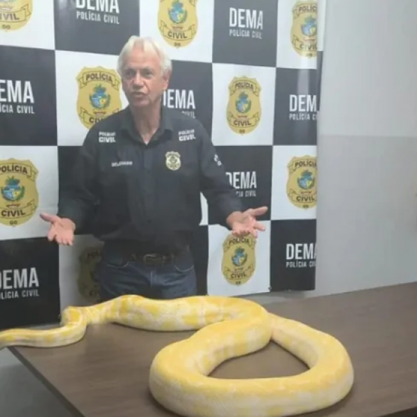 Píton filmada em rua fugiu antes de apresentação, diz polícia