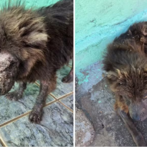 Mulher é presa após cães serem achados sem água e comida em Goiânia