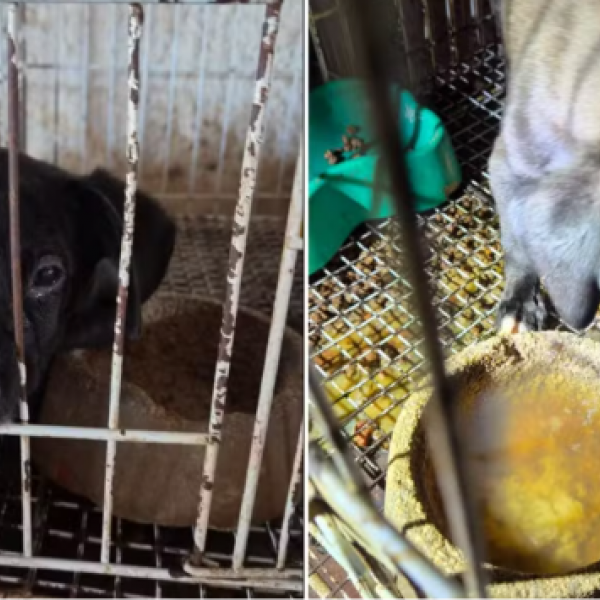 Operação resgata 23 animais e prende responsáveis por pet shop em Goiânia