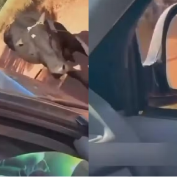 Homem é investigado após arrastar boi com caminhonete e divulgar vídeo nas redes