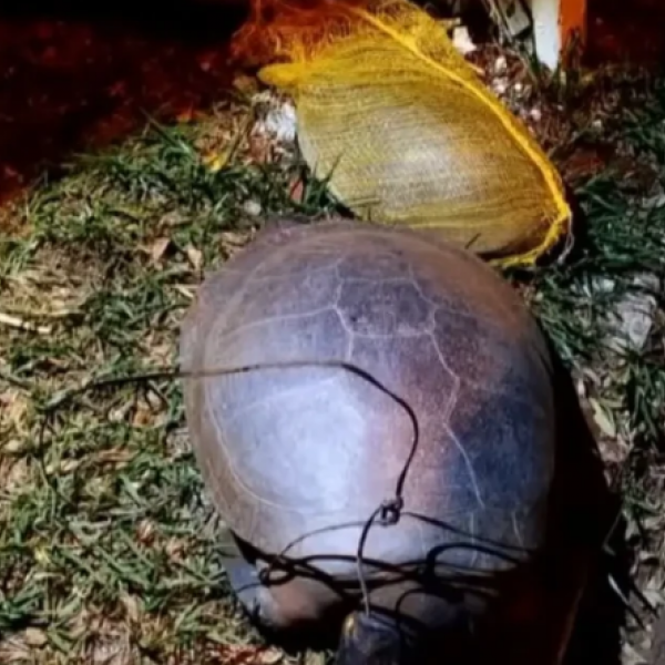 Duas tartarugas são encontradas mortas com sinais de violência em lago de Jataí