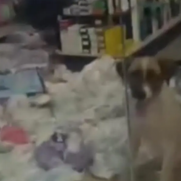 Cachorro invade farmácia em Pontalina e destrói fraldas