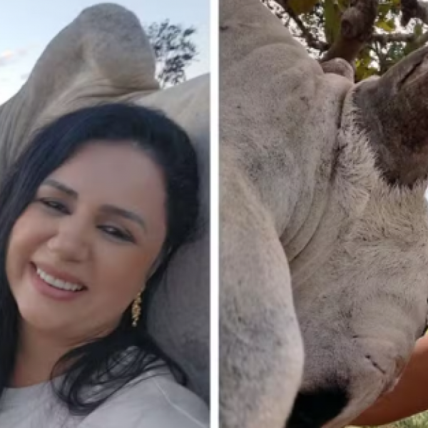 Boi de estimação reconhece dona e reforça decisão de não comer carne