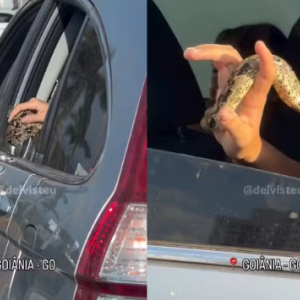 Jiboia é flagrada dentro de carro durante trânsito em Goiânia
