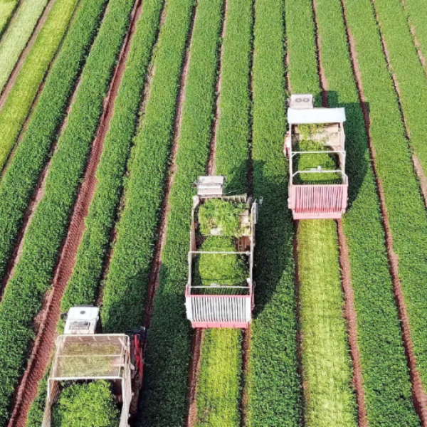 Goiás tem 2º maior número de recuperações judiciais no agro