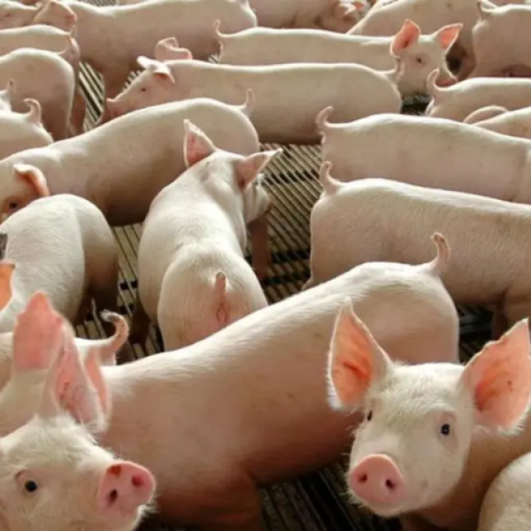 Carne suína deverá entrar no cardápio da merenda escolar em Goiás