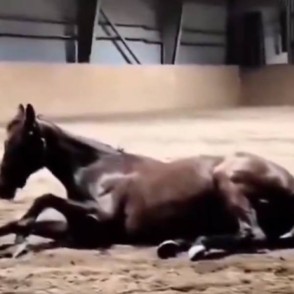 Égua resolve crise de gases com pum gigante e vídeo viraliza