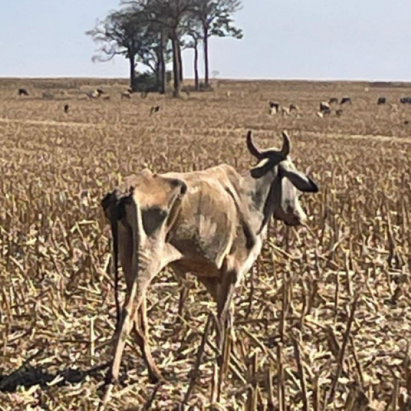 Mais de 80 cabeças de gado morrem de fome em fazenda de Santa Helena de Goiás
