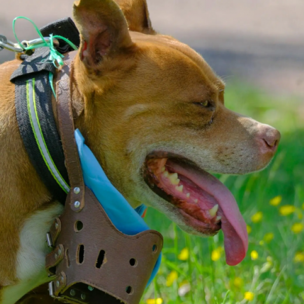 Projeto quer tornar obrigatório o uso de focinheira para pitbulls e raças semelhantes em Goiás