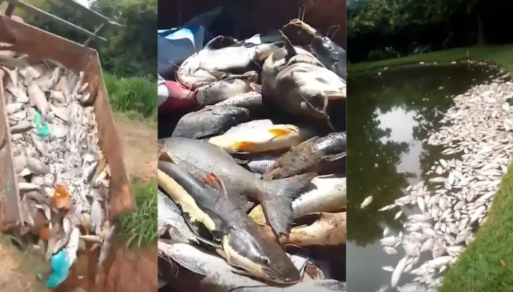 Mortandade de peixes em fazenda de Padre Bernardo é investigada pela polícia