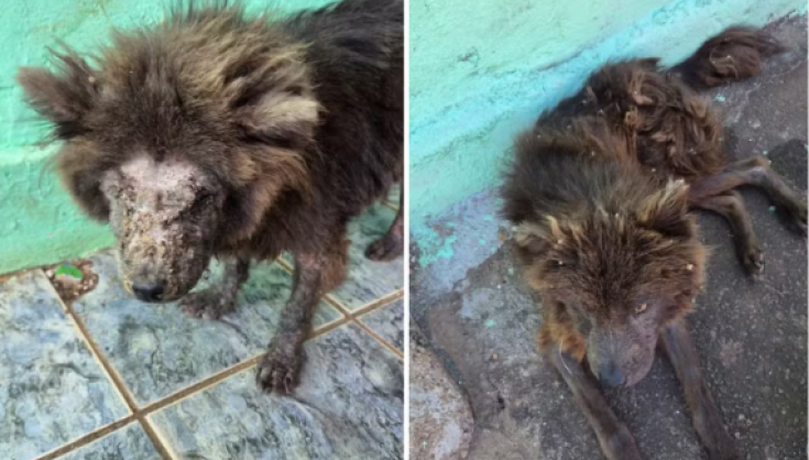 Mulher é presa após cães serem achados sem água e comida em Goiânia